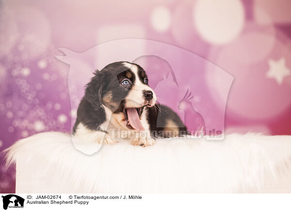 Australian Shepherd Welpe / Australian Shepherd Puppy / JAM-02674