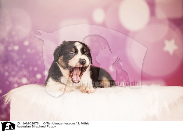 Australian Shepherd Welpe / Australian Shepherd Puppy / JAM-02676