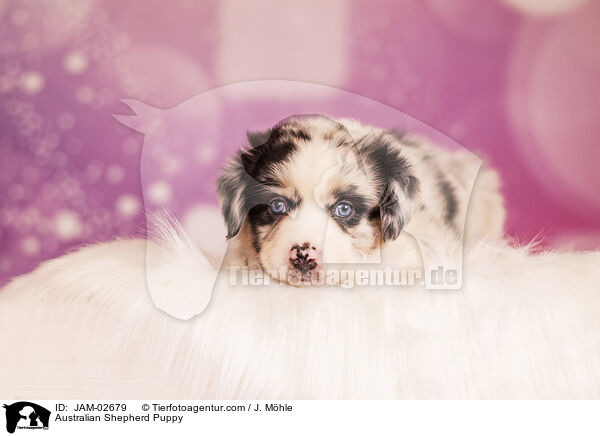 Australian Shepherd Welpe / Australian Shepherd Puppy / JAM-02679