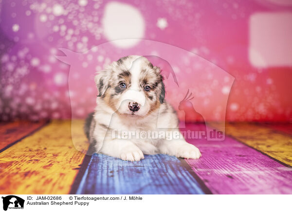 Australian Shepherd Welpe / Australian Shepherd Puppy / JAM-02686