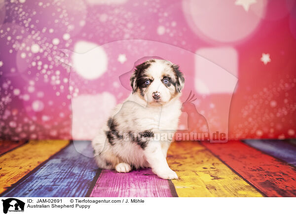 Australian Shepherd Welpe / Australian Shepherd Puppy / JAM-02691