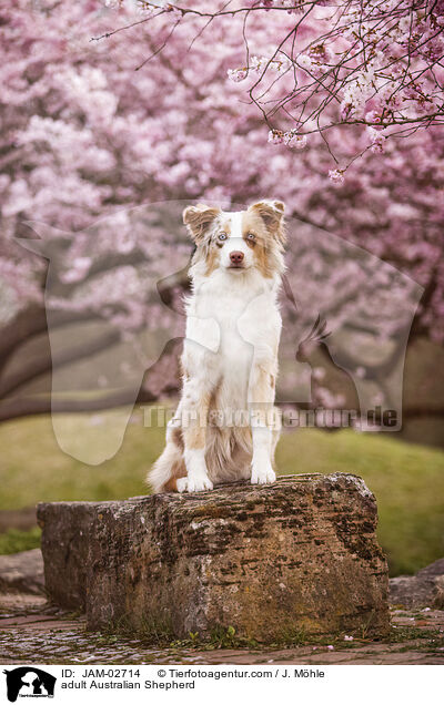 erwachsener Australian Shepherd / adult Australian Shepherd / JAM-02714