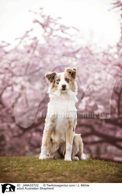 erwachsener Australian Shepherd / adult Australian Shepherd / JAM-02722