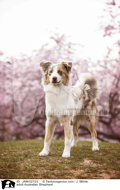 erwachsener Australian Shepherd / adult Australian Shepherd / JAM-02723