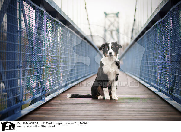 junger Australian Shepherd / young Australian Shepherd / JAM-02794