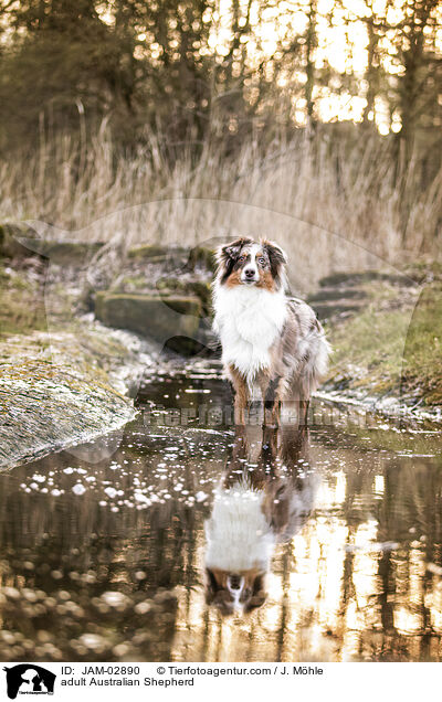 erwachsener Australian Shepherd / adult Australian Shepherd / JAM-02890