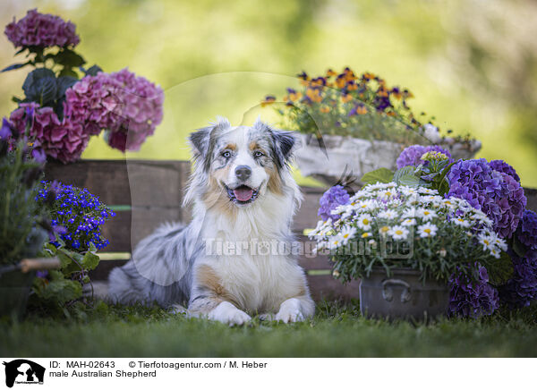 Australian Shepherd Rde / male Australian Shepherd / MAH-02643