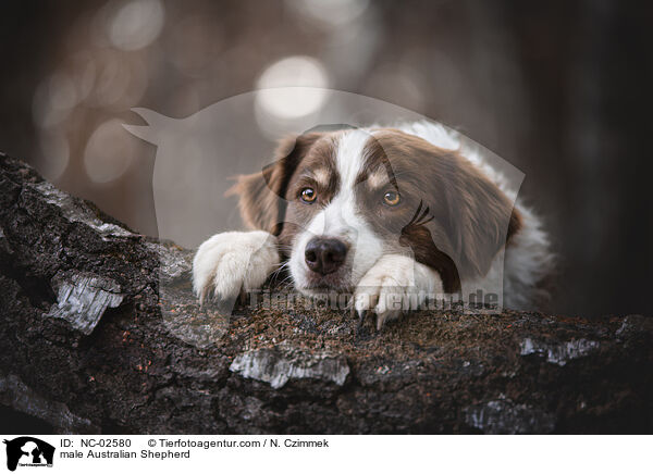 Australian Shepherd Rde / male Australian Shepherd / NC-02580