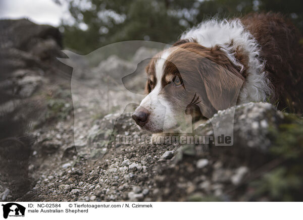 Australian Shepherd Rde / male Australian Shepherd / NC-02584