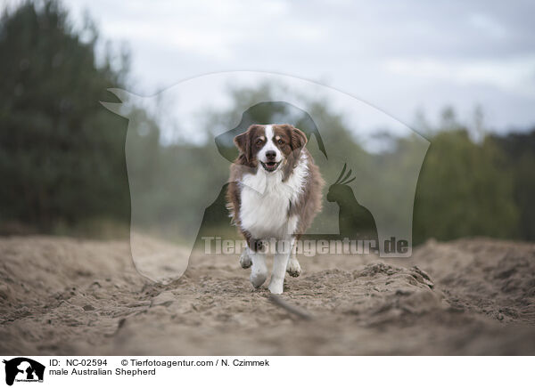 Australian Shepherd Rde / male Australian Shepherd / NC-02594