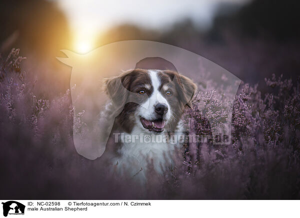 Australian Shepherd Rde / male Australian Shepherd / NC-02598