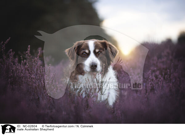 Australian Shepherd Rde / male Australian Shepherd / NC-02604