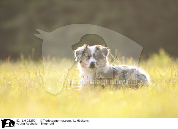 junger Australian Shepherd / young Australian Shepherd / LH-02250