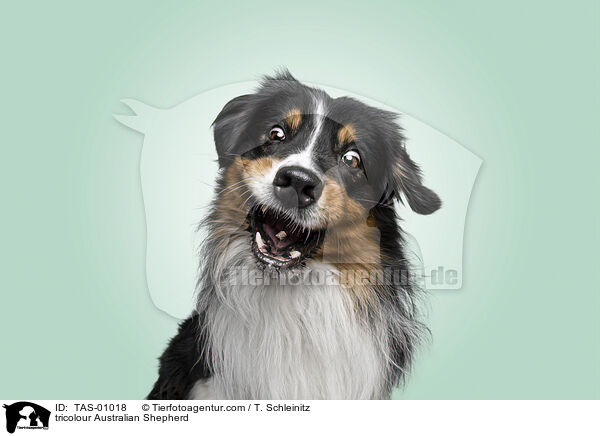 tricolour Australian Shepherd / tricolour Australian Shepherd / TAS-01018