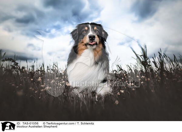 tricolour Australian Shepherd / tricolour Australian Shepherd / TAS-01056