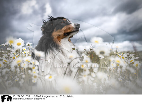 tricolour Australian Shepherd / tricolour Australian Shepherd / TAS-01059