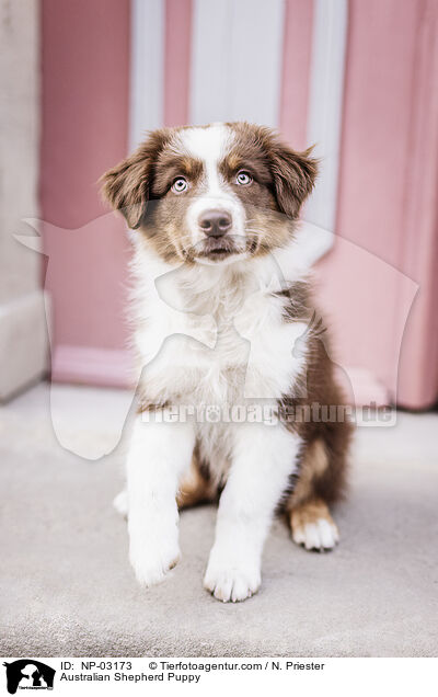 Australian Shepherd Welpe / Australian Shepherd Puppy / NP-03173