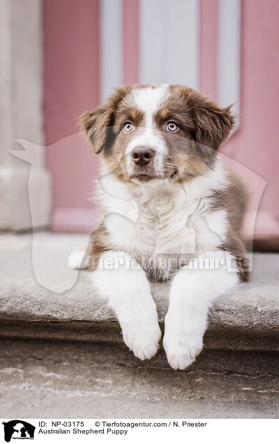 Australian Shepherd Welpe / Australian Shepherd Puppy / NP-03175