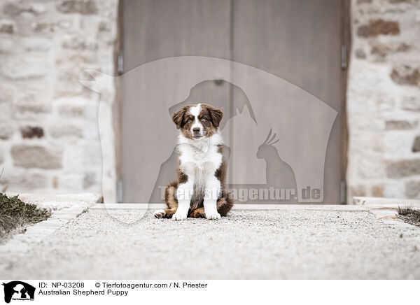 Australian Shepherd Welpe / Australian Shepherd Puppy / NP-03208