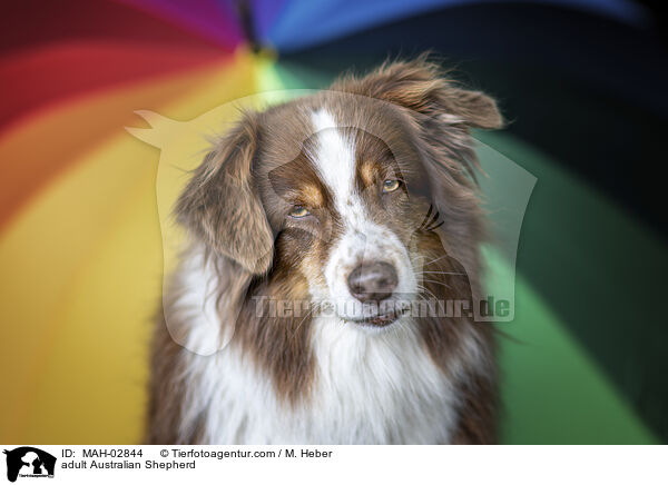 ausgewachsener Australian Shepherd / adult Australian Shepherd / MAH-02844