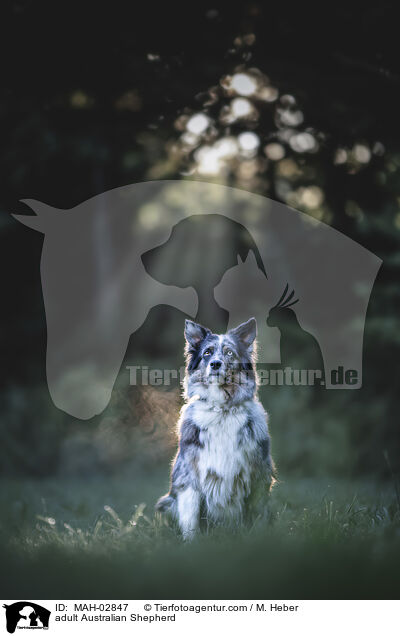 ausgewachsener Australian Shepherd / adult Australian Shepherd / MAH-02847