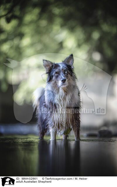 ausgewachsener Australian Shepherd / adult Australian Shepherd / MAH-02861