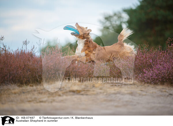 Australian Shepherd im Sommer / Australian Shepherd in summer / KB-07487