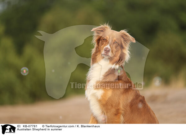 Australian Shepherd im Sommer / Australian Shepherd in summer / KB-07781