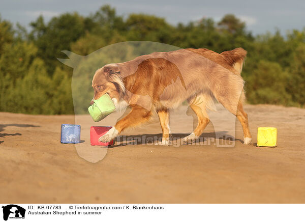 Australian Shepherd im Sommer / Australian Shepherd in summer / KB-07783