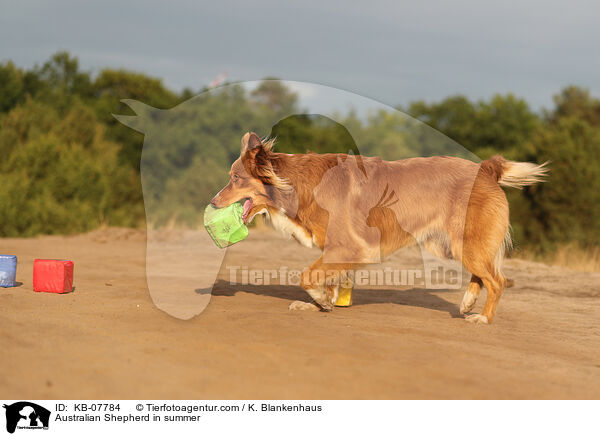 Australian Shepherd im Sommer / Australian Shepherd in summer / KB-07784