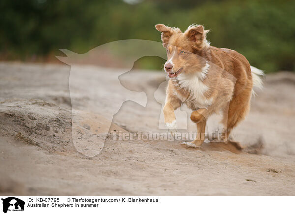 Australian Shepherd im Sommer / Australian Shepherd in summer / KB-07795