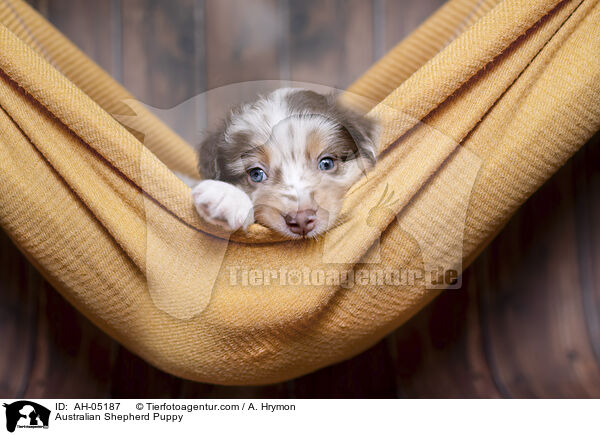 Australian Shepherd Welpe / Australian Shepherd Puppy / AH-05187