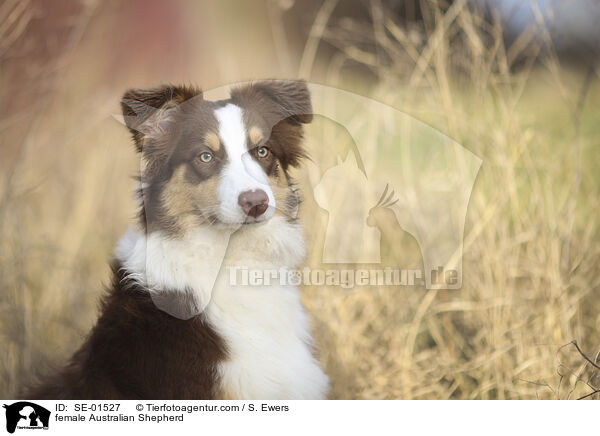 Australian Shepherd Hndin / female Australian Shepherd / SE-01527