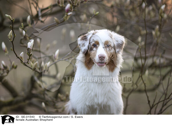 Australian Shepherd Hndin / female Australian Shepherd / SE-01540