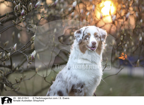 Australian Shepherd Hndin / female Australian Shepherd / SE-01541