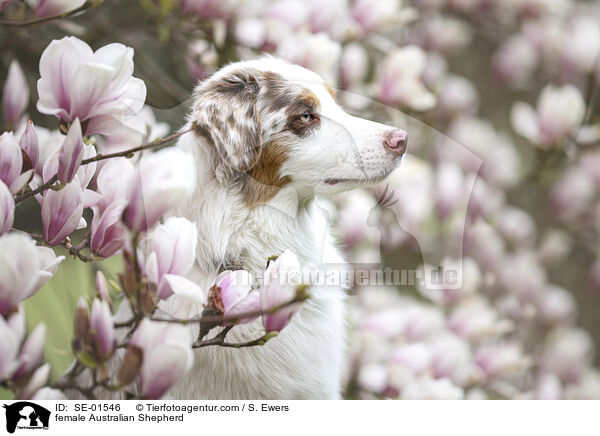 Australian Shepherd Hndin / female Australian Shepherd / SE-01546