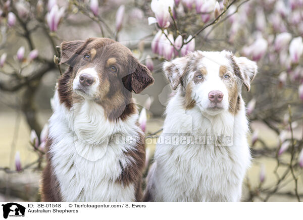 Australian Shepherds / Australian Shepherds / SE-01548