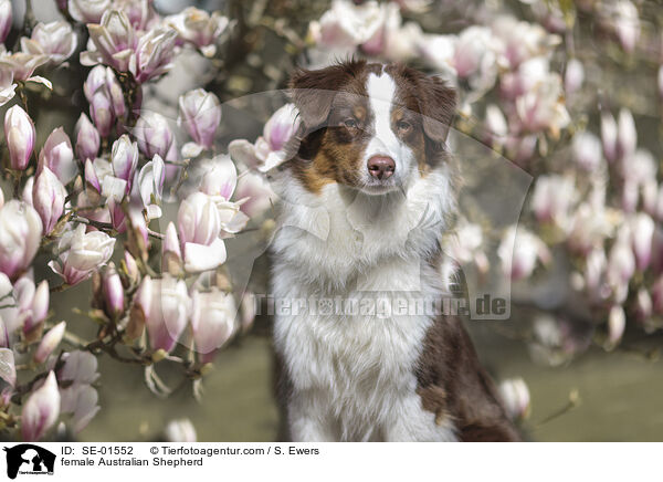 Australian Shepherd Hndin / female Australian Shepherd / SE-01552