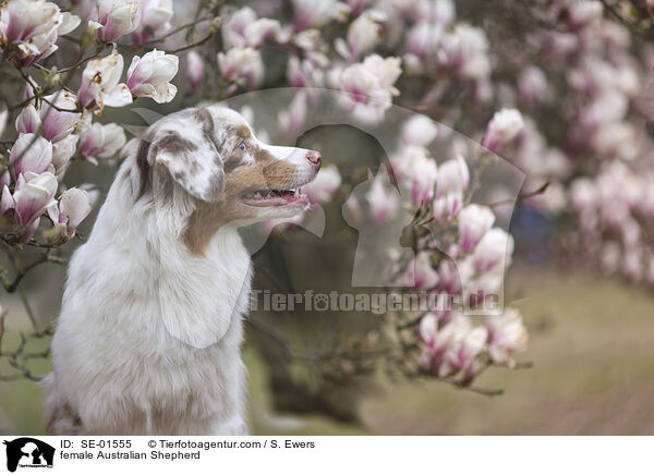 Australian Shepherd Hndin / female Australian Shepherd / SE-01555