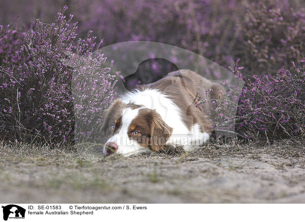 Australian Shepherd Hndin / female Australian Shepherd / SE-01583