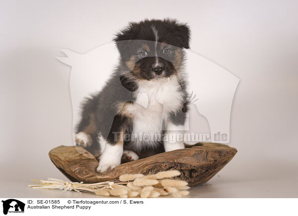 Australian Shepherd Welpe / Australian Shepherd Puppy / SE-01585