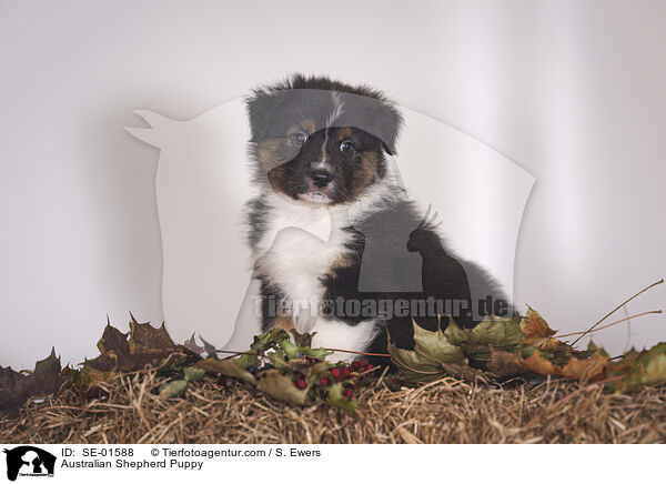 Australian Shepherd Welpe / Australian Shepherd Puppy / SE-01588