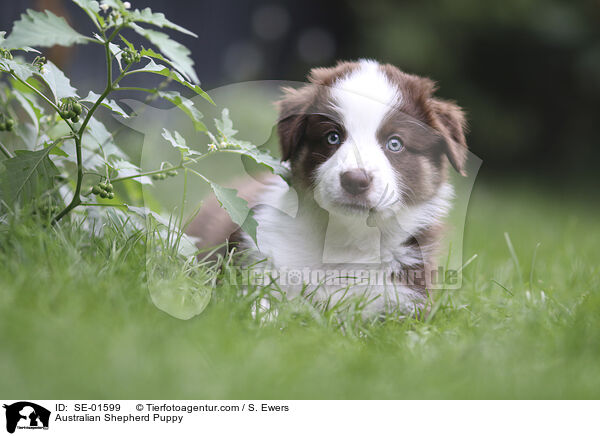 Australian Shepherd Welpe / Australian Shepherd Puppy / SE-01599