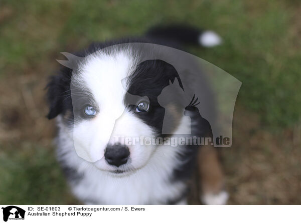 Australian Shepherd Welpe / Australian Shepherd Puppy / SE-01603