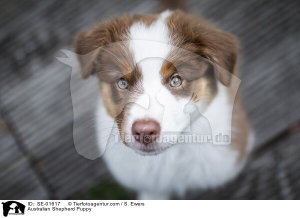 Australian Shepherd Welpe / Australian Shepherd Puppy / SE-01617