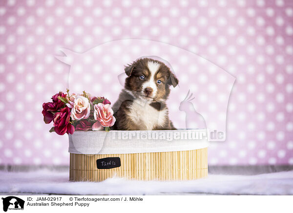 Australian Shepherd Welpe / Australian Shepherd Puppy / JAM-02917