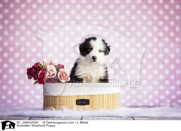 Australian Shepherd Welpe / Australian Shepherd Puppy / JAM-02926