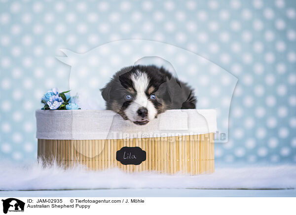 Australian Shepherd Welpe / Australian Shepherd Puppy / JAM-02935