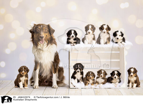 Australian Shepherds / Australian Shepherds / JAM-02974