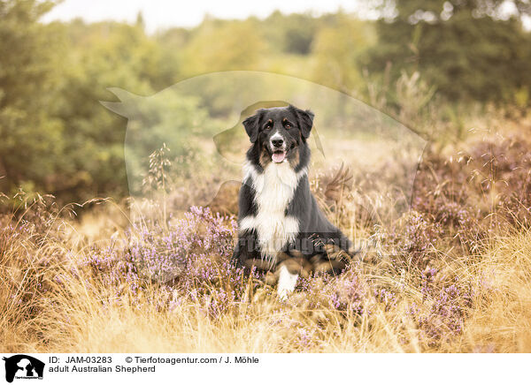 ausgewachsener Australian Shepherd / adult Australian Shepherd / JAM-03283